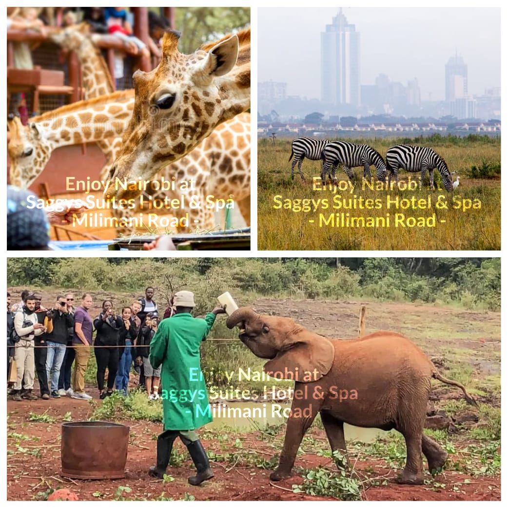 Saggy Suites, Saggys Suites, Saggys, Saggy, Milimani Hotel, Nairobi Hotels, CBD Hotels, Hurlingham Hotel, Upperhillhotel, Best hotels in Nairobi, Posh hotel Milimani, Executive Suites Milimani, Business Hotel Milimani, Hotels in nairobi, Nairobi Suites, Nairobi Hotels, Hotel Near Me, Hotels with Spa, Massage in nairobi, Gym along Milimani, Aromatherapy in Nairobi